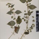 Hypoestes triflora Annet