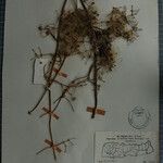 Clematis brevipes Otro