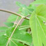 Passiflora seemannii Bark