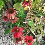 Echinacea purpureaFlors