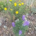 Lupinus formosus Flor