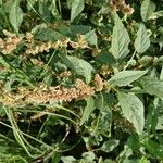 Amaranthus deflexusফুল