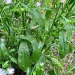 Erigeron annuus Hoja