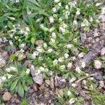 Draba verna Habit