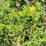 Juniperus phoenicea Leaf