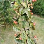 Cotoneaster bullatus 葉