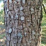 Picea smithiana Bark