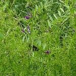 Vicia monantha Flower