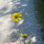 Helenium amarum Kvet