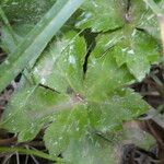 Sanicula europaea Likasa