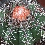 Melocactus matanzanus 整株植物