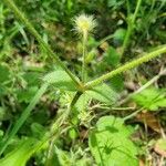 Cerastium brachypetalum Hoja