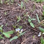 Claytonia rosea Kukka