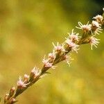 Liatris pilosa Blomma