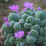 Gibbaeum dispar