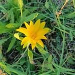 Wyethia angustifolia Flower