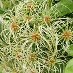 Clematis vitalba花