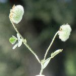 Trifolium globosum Habitus