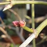 Acer palmatum Flower