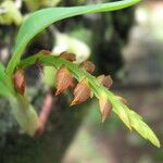 Bulbophyllum oreonastes फूल