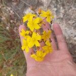 Hypericum linariifolium Flower