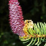 Picea abies Цвят