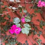 Bougainvillea glabraFlower