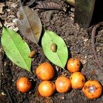 Garcinia epunctata Φρούτο