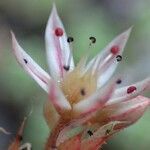 Sedum hispanicum Цветок
