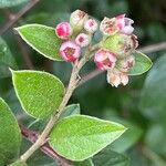 Cotoneaster franchetii花