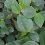 Peperomia glabella Листок