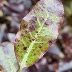 Pittosporum tenuifolium Leaf