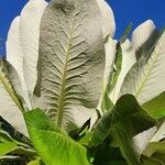Dendrosenecio battiscombei Hoja