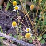 Matricaria chamomilla Blomma