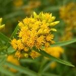 Euthamia graminifolia Flower