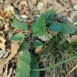 Hieracium jaubertianum Leaf