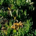 Carpobrotus edulis Агульны выгляд