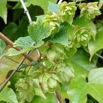 Humulus lupulus Virág