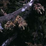 Zygia racemosa Flower