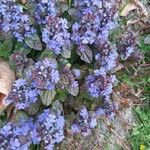 Ajuga × hybrida