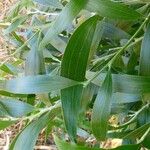 Acacia auriculiformis Blad