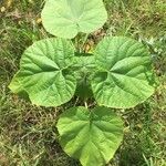 Utricularia vulgaris Leaf