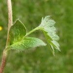 Potentilla crantzii Feuille