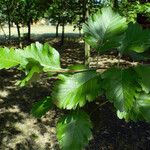 Sorbus mougeotii Levél