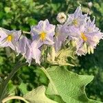 Solanum dimidiatum Floare