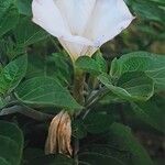 Datura wrightii Květ