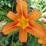 Hemerocallis fulva花