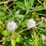 Mimosa debilis Çiçek