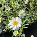 Melampodium leucanthum Кветка