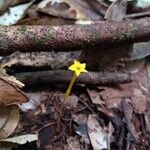 Voyria aphylla 花